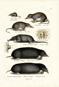 Musaraignes, 1824